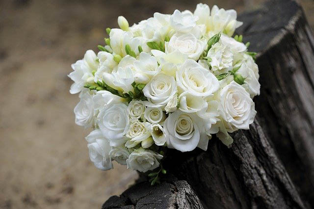 White Rose Flowers